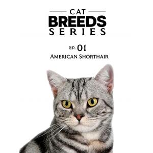 Cat Breeds Series - Ep.01: American Shorthair