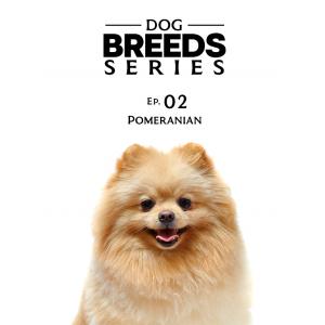 Dog Breeds Series - Ep.02: Pomeranian