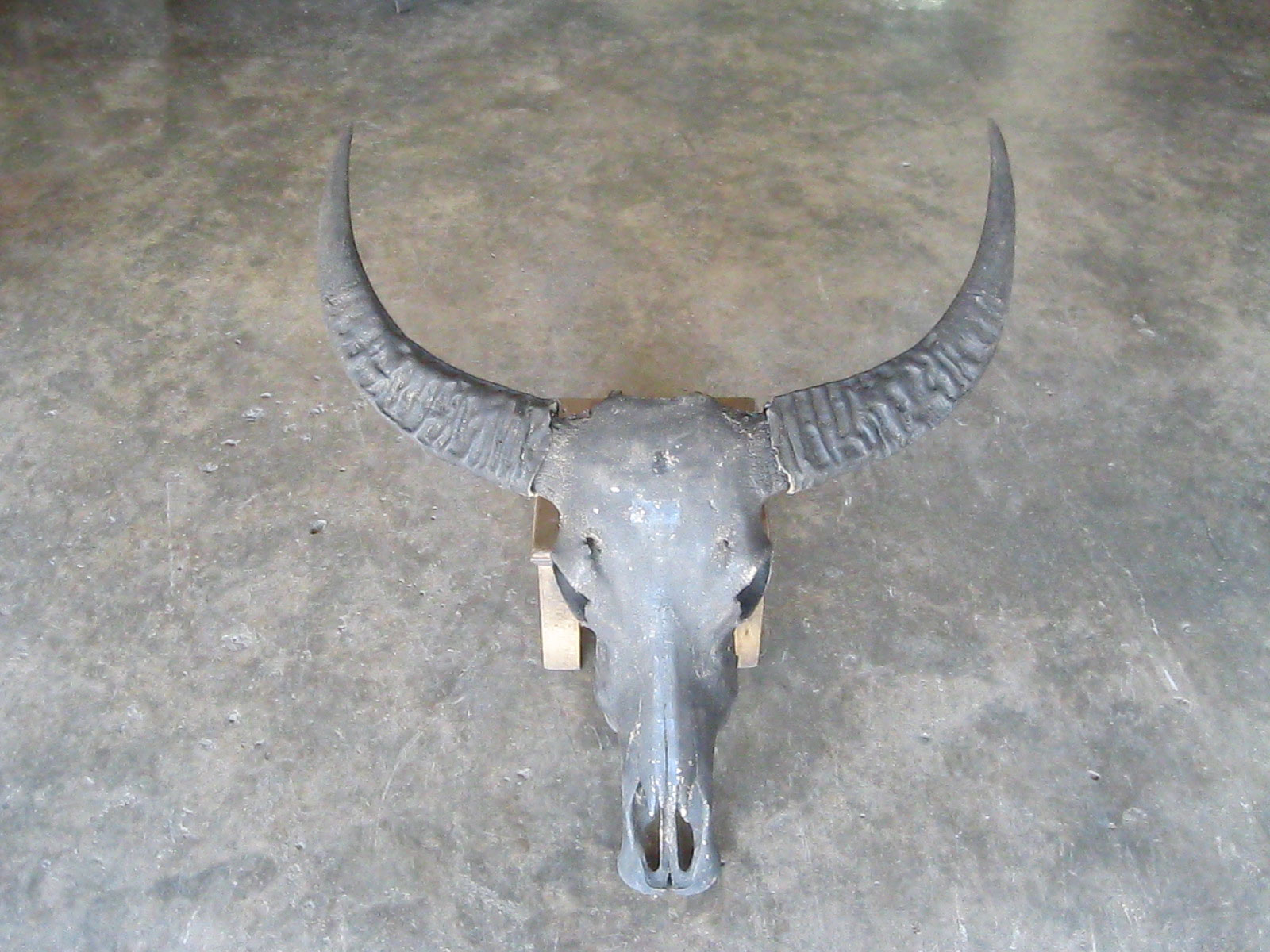 เขาควายสวยๆ (4901)