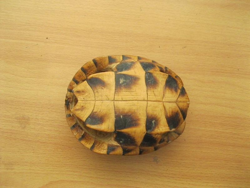 ของสะสมตั้งโชร์ กระดองเต่า (4905)