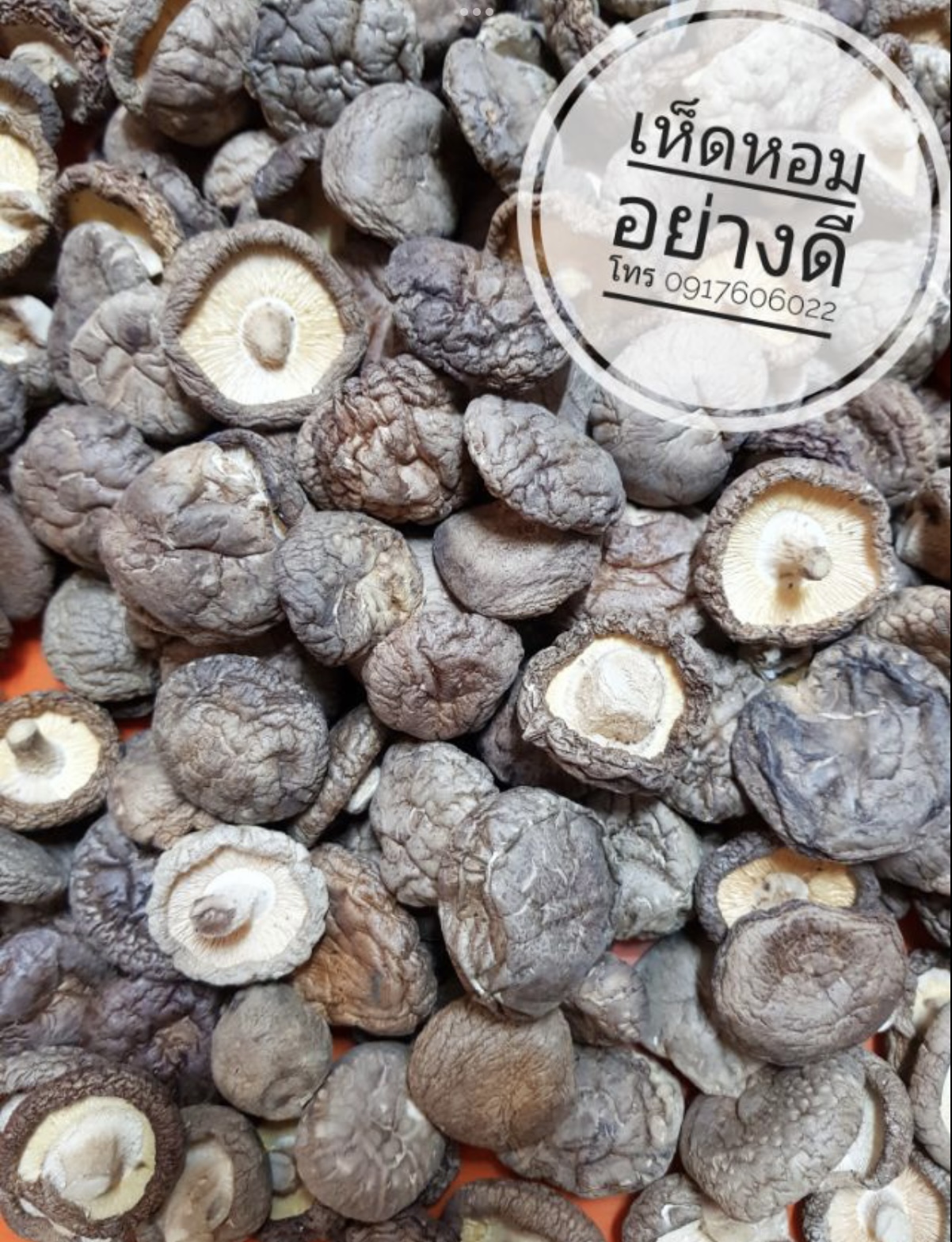 เห็ดหอม เห็ดหอมอบ เห็ดหอมแห้ง เห็ดหอมอบแห้ง เห็ดหอมคัดเกรด เห็ดหอมอย่างดี เห็ดหอมราคาส่ง ขายส่งเห็ดหอม เห็ดหอมดอกใหญ่ เห็ดหอมดอกเล็ก 香菇