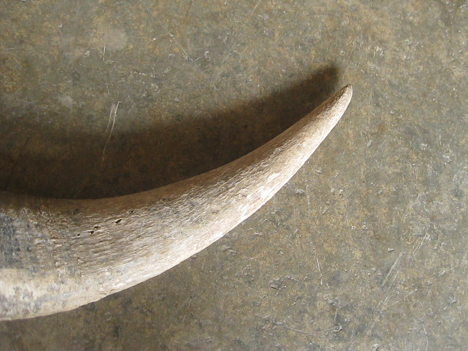 เขาควายเก่า (4903)