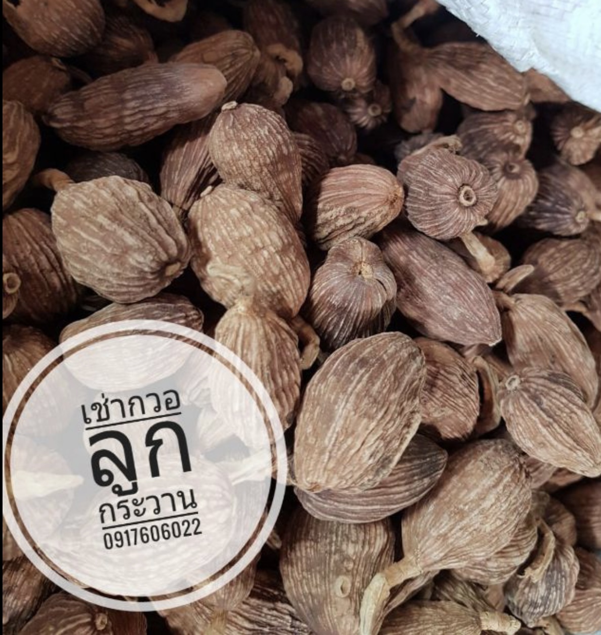 เม็ดชะโก ชะโก เฉากว่อ เฉากวอ ลูกกระวาน เฉ่าโก่ว ลูกเฉาก๊วย เช่ากวอ ลูกกระวานเทศ กระวานเทศ กระวานดำ กระวานขาว ผงกระวาน ผงชะโก Black Cardamom 草果 草果粉 คัดพิเศษ คุณภาพดี