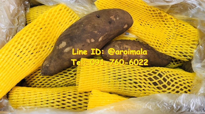 บัวหิมะสด บัวหิมะ หัวบัวหิมะสด หัวบัวหิมะ รากบัวหิมะ รากบัวหิมะสด หัวใหญ่เนื้อแน่น สดใหม่ คัดเกรดอย่างดี