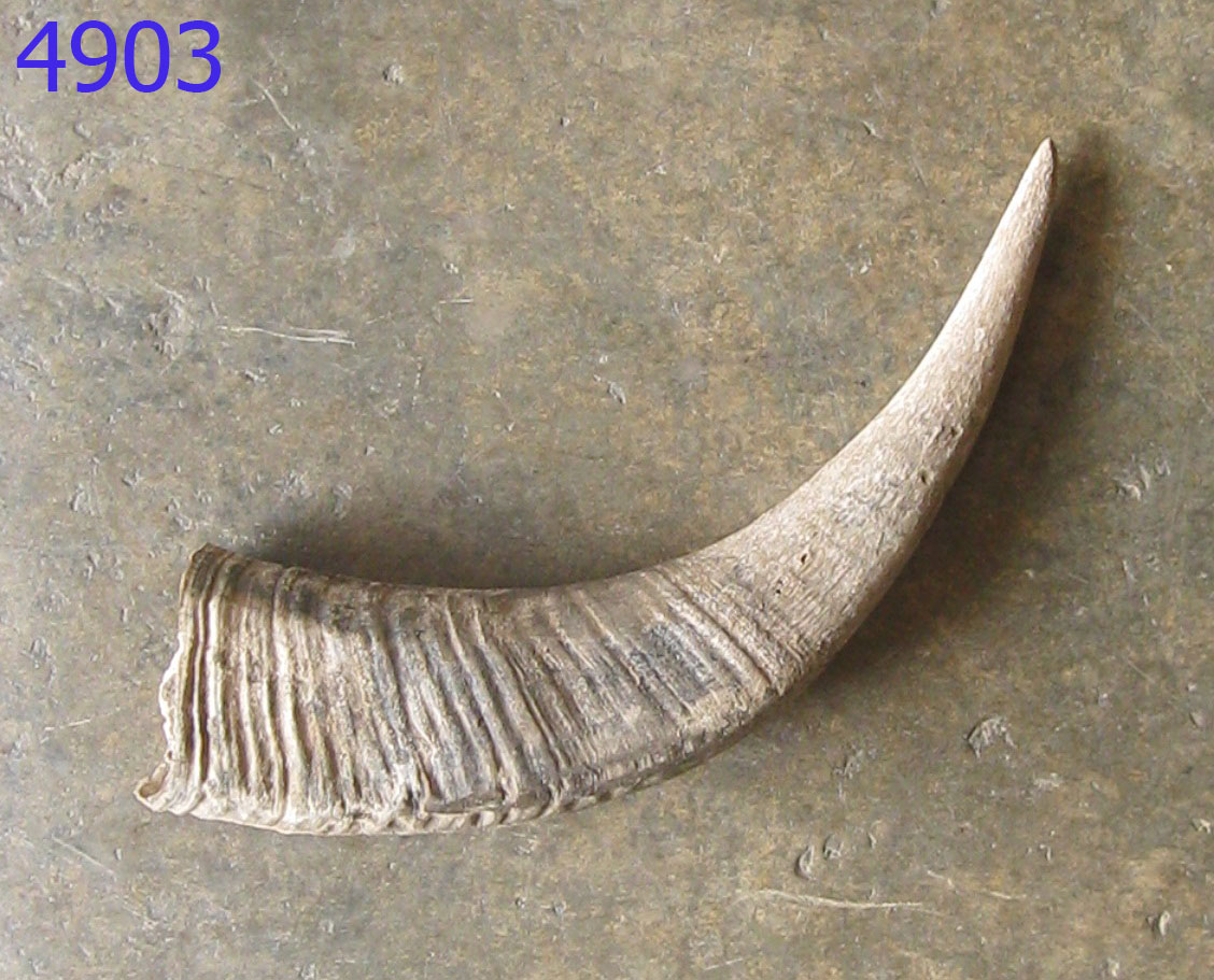 เขาควายเก่า (4903)
