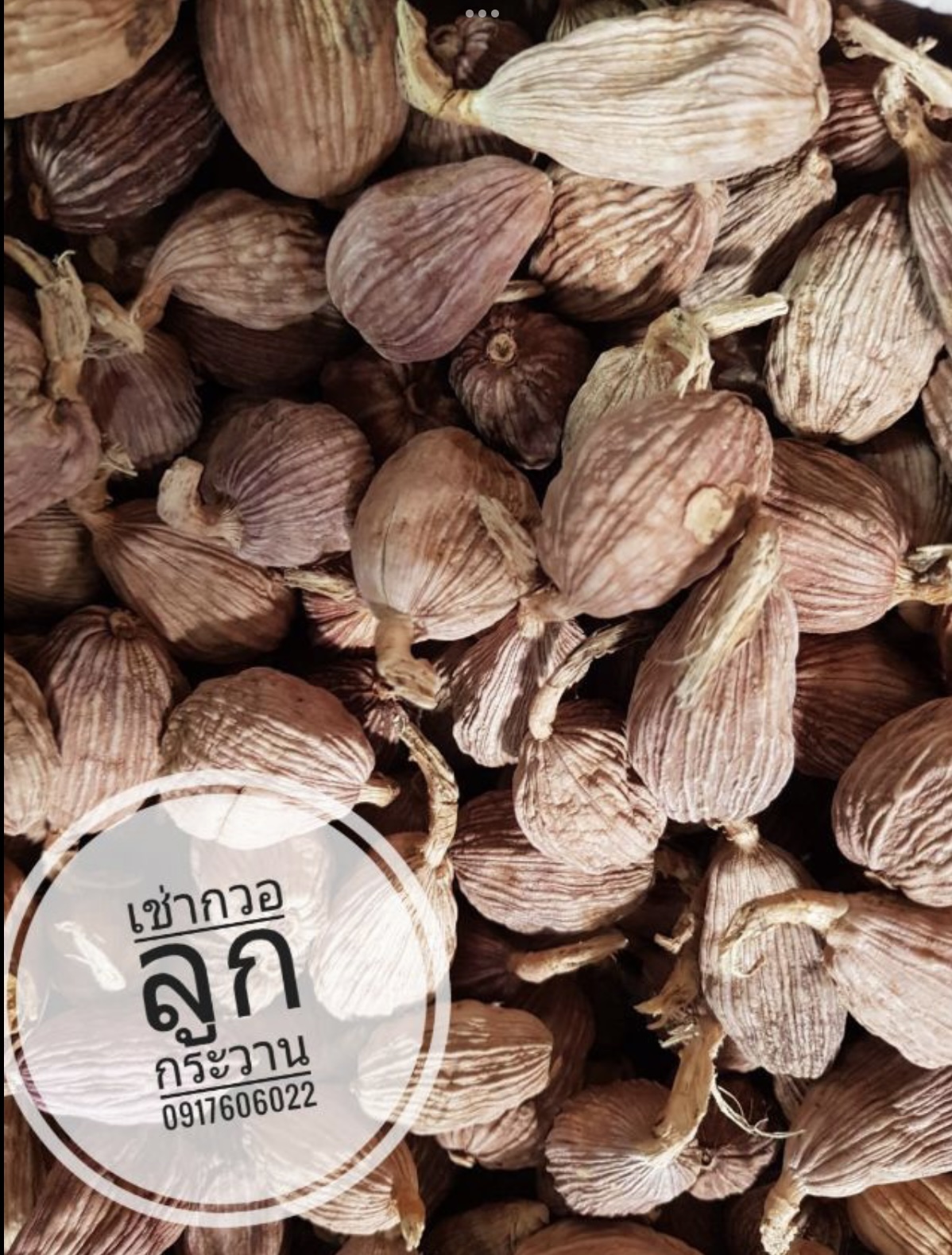 เม็ดชะโก ชะโก เฉากว่อ เฉากวอ ลูกกระวาน เฉ่าโก่ว ลูกเฉาก๊วย เช่ากวอ ลูกกระวานเทศ กระวานเทศ กระวานดำ กระวานขาว ผงกระวาน ผงชะโก Black Cardamom 草果 草果粉 คัดพิเศษ คุณภาพดี