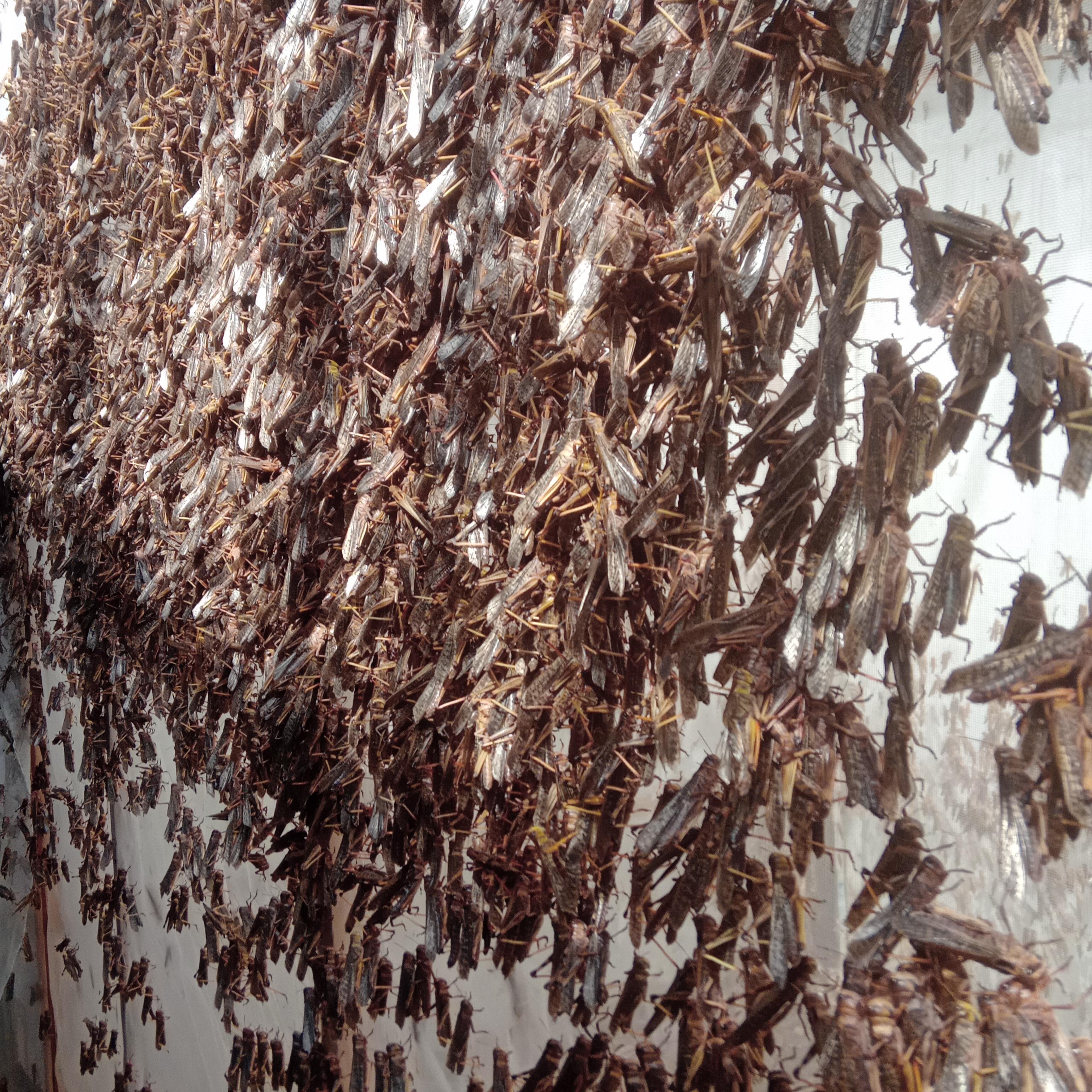 ตั้กแตนปาทังก้า