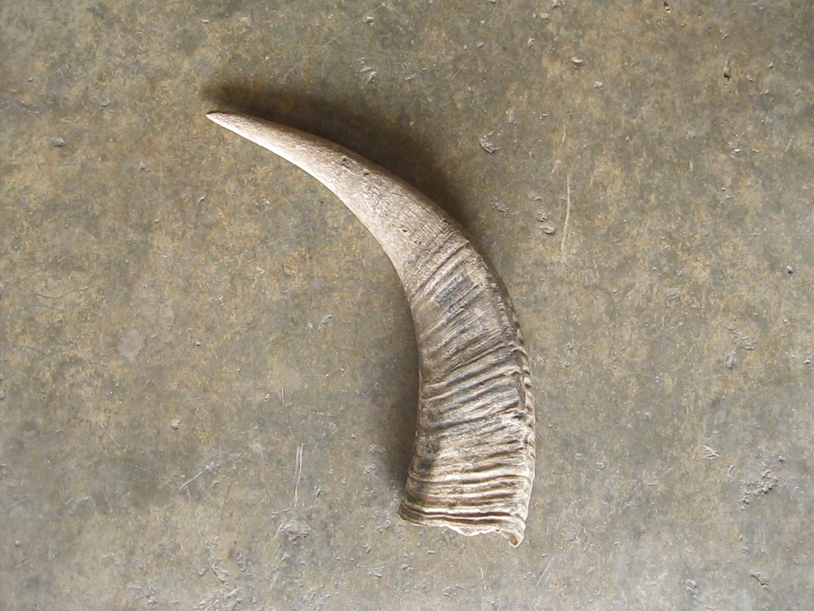 เขาควายเก่า (4903)