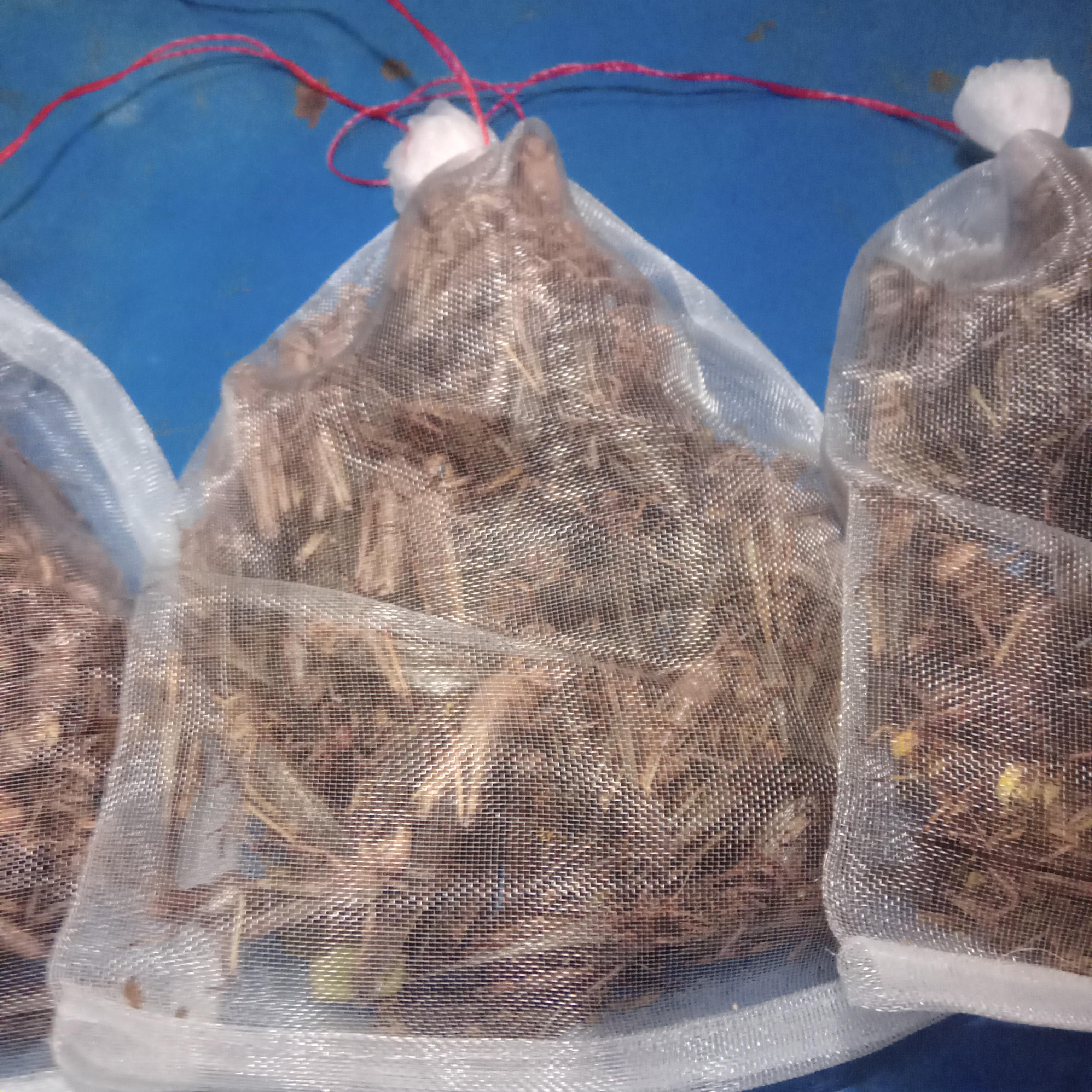 ตั้กแตนปาทังก้า