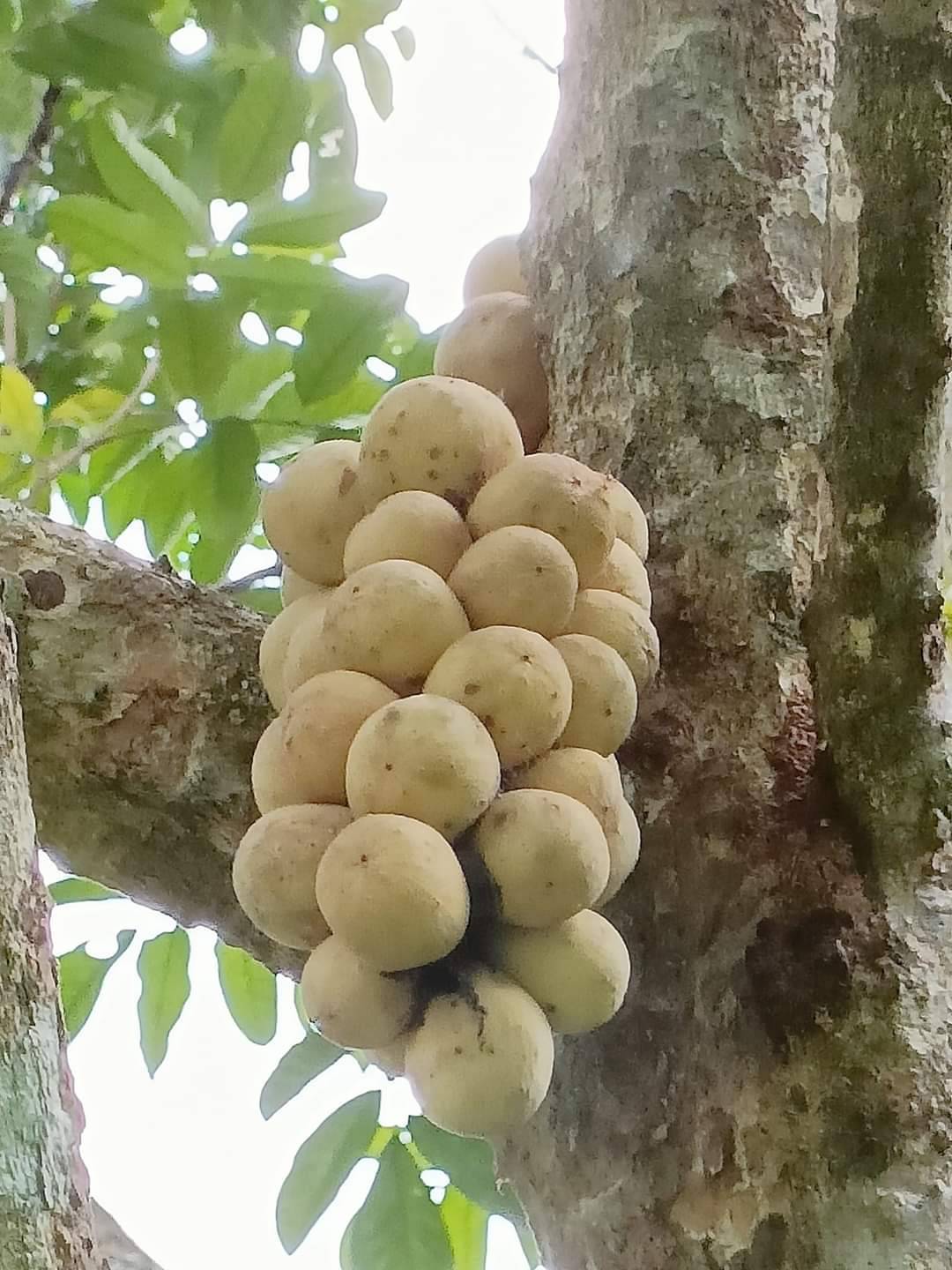 ลองกอง ผลไม้ตามฤดูกาล อาหารปลอดภัย
