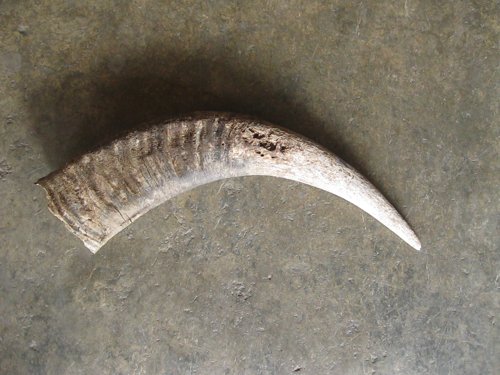 เขาควายเก่า (4903)