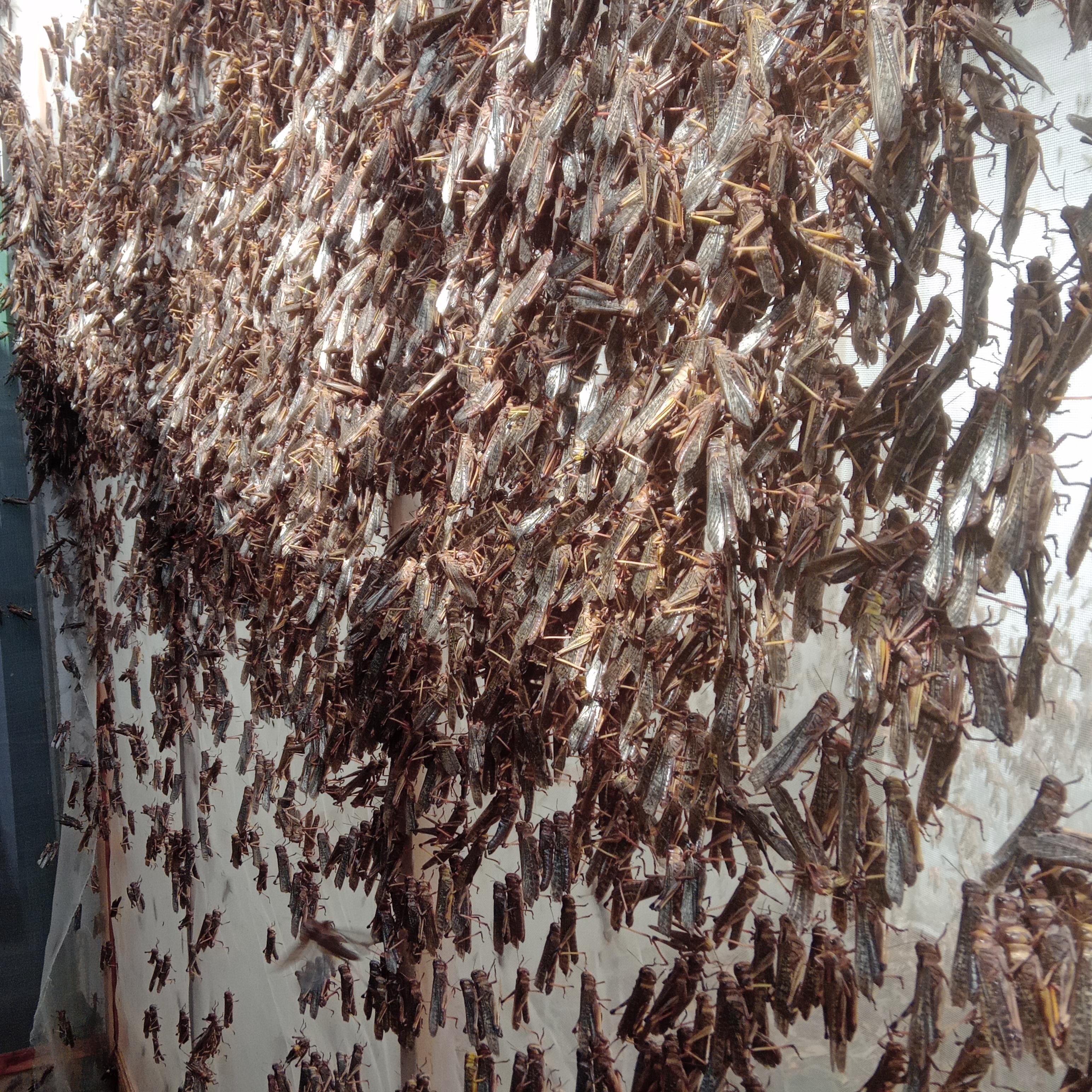 ตั้กแตนปาทังก้า