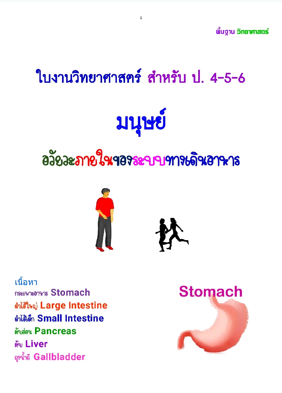 อวัยวะภายในของระบบทางเดินอาหาร วิทยาศาสตร์ ประถมศึกษา ป. 4-5-6