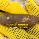 บัวหิมะสด บัวหิมะ หัวบัวหิมะสด หัวบัวหิมะ รากบัวหิมะ รากบัวหิมะสด หัวใหญ่เนื้อแน่น สดใหม่ คัดเกรดอย่างดี