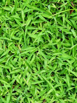 หญ้านวลน้อย