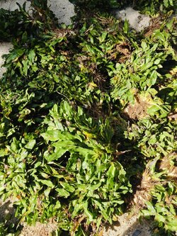 หญ้าไทเป