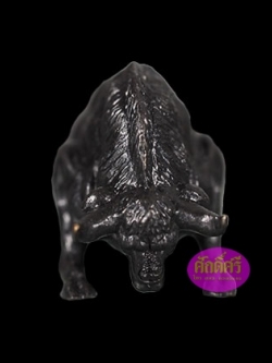 กระทิงมหาอำนาจ จ้าวสีดำ หลวงพ่อคูณ วัดบัลลังก์ จ.นครราชสีมา