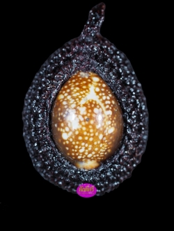 เบี้ยแก้ (พระขุนแผนพรายตะเคียน รุ่นรวยสนั่นเมือง) หลวงพ่อสนั่น วัดกลางราชครูธาราม จ.อ่างทอง