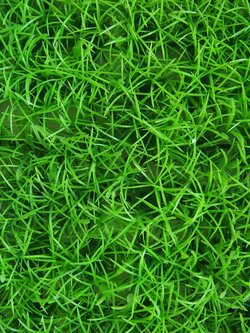 หญ้าเบอร์มิวด้า