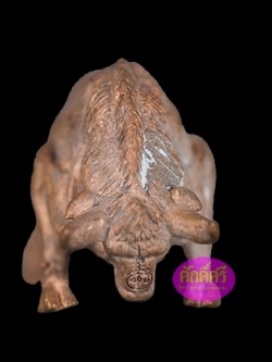 กระทิงมหาอำนาจ จ้าวทองแดงเถื่อน หลวงพ่อคูณ วัดบัลลังก์ จ.นครราชสีมา