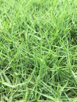 หญ้าญี่ปุ่น