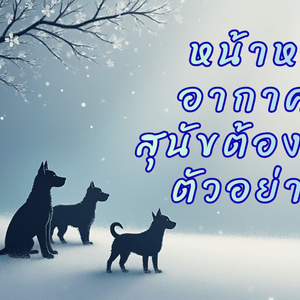 หน้าหนาว อากาศเย็น สุนัขต้องเตรียมตัวอย่างไร?