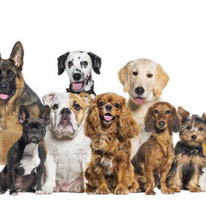 ประเภทของสุนัข