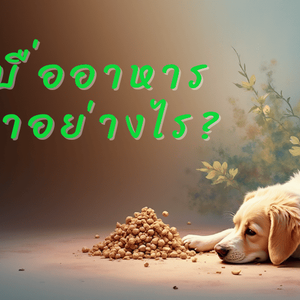 สุนัขเบื่ออาหารต้องทำอย่างไร?